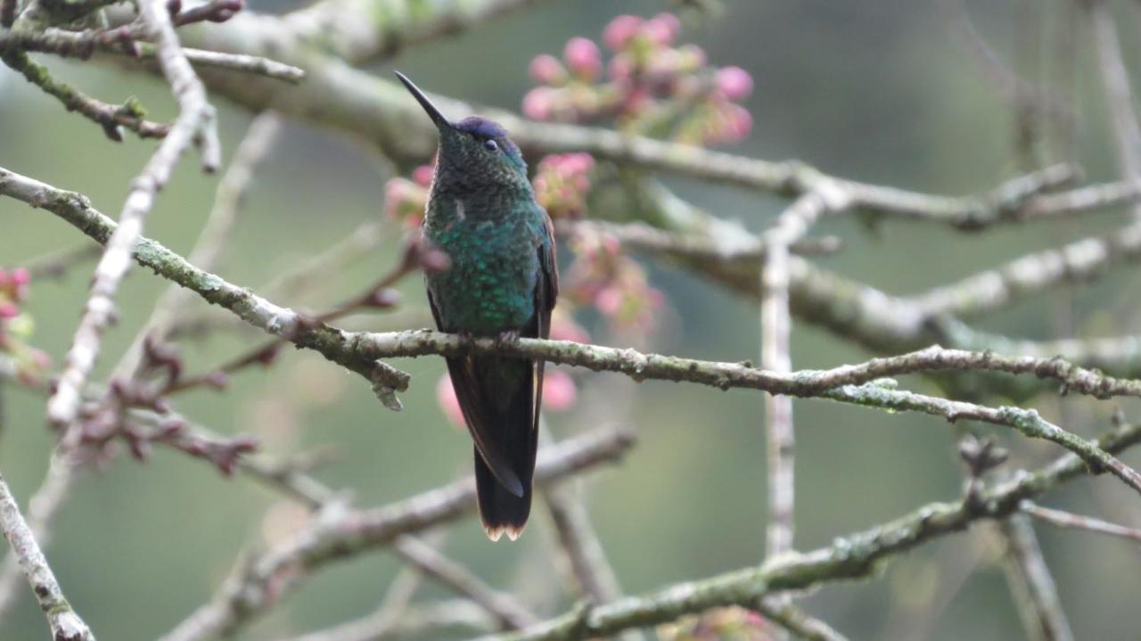 Villa Violeta Petrópolis エクステリア 写真